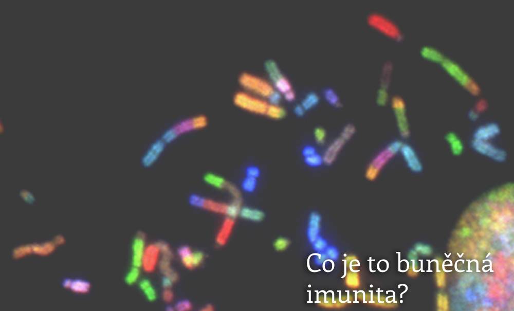 Buněčná imunita: Co je to a v čem se liší?